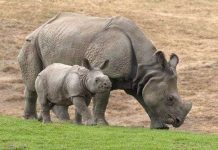 Mẹ con tê giác khổng lồ ra mắt tại Mỹ