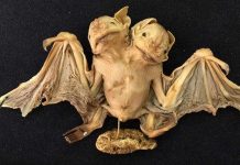 Xác dơi hai đầu ở Brazil khiến chuyên gia sửng sốt