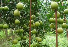 Ứng dụng thành công công nghệ hạt nhân trong trồng bưởi