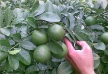 Kỹ thuật trồng cây chanh cho trái quanh năm