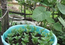 Cách trồng rau mùng tơi sạch đơn giản tại nhà