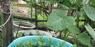 Cách trồng rau mùng tơi sạch đơn giản tại nhà