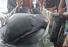 Bắt được cá mập miệng rộng hiếm ở Philippines