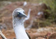 Thế giới động vật màu xanh