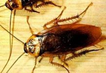 Khám phá mới: Gián cũng biết học!