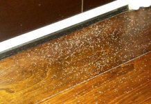 Bọ xít tự ăn phân để sống sót Bọ xít tự ăn phân để sống sót