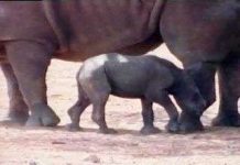 Tê giác trắng chào đời tại một công viên ở Israel Tê giác trắng chào đời tại một công viên ở Israel