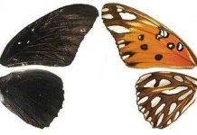 Phát hiện gene kiểm soát màu sắc, hoa văn trên cánh bướm