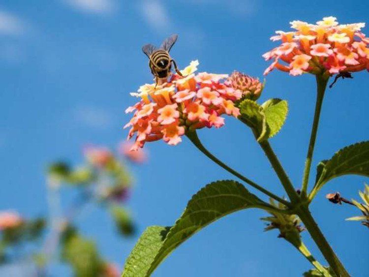 Thuốc trừ sâu thế hệ mới thân thiện với loài ong