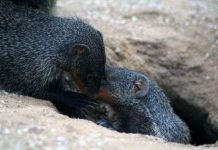 Cầy mangut kêu giống cách con người nói Cầy mangut kêu giống cách con người nói