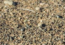 Những thiên tài ngụy trang của thế giới động vật