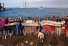 Cá mái chèo dài hơn 5m