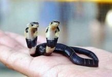 Rắn hổ mang hai đầu mới sinh ở Trung Quốc