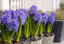 Kỹ thuật trồng hoa tiên ông từ củ Kỹ thuật trồng hoa tiên ông từ củ