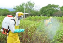 Nghiên cứu thành công thuốc diệt nấm sinh học chống bệnh thán thư