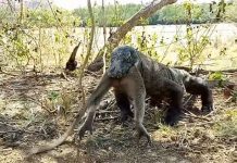 Thằn lằn "quái vật" khổng lồ nuốt chửng khỉ trong tích tắc