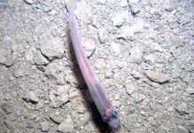 Sinh vật bí ẩn tồn tại dưới lớp băng dày 740m ở Nam Cực Sinh vật bí ẩn tồn tại dưới lớp băng dày 740m ở Nam Cực