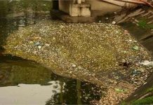 Tìm hiểu nguyên nhân cá chết tại hồ Thiền Quang