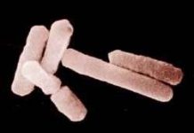 Vi khuẩn có lợi bảo vệ chúng ta như thế nào?