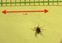 Phát hiện loài động vật chạy nhanh nhất thế giới