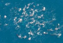 Đàn cá voi trăm con khiến giới khoa học bối rối