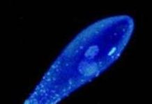 Sự chọn lọc tự nhiên của loài bướm