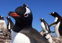 Sự thật bất ngờ về loài chim cánh cụt Gentoo