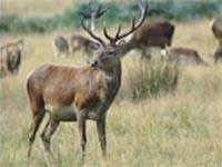 Khám phá bí ẩn của sừng hươu