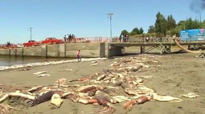 Hàng ngàn con mực ống chết bất thường, tràn ngập bờ biển Chile