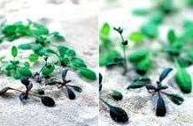 Cỏ phát hiện mìn Cỏ phát hiện mìn