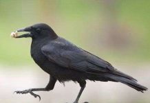 Quạ "khủng bố" người Lithuania