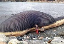 Cận cảnh trái tim “khủng” nhất thế giới của cá voi xanh Cận cảnh trái tim "khủng" nhất thế giới của cá voi xanh