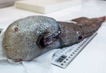 Phát hiện sinh vật không mặt quái dị dưới đáy biển sâu