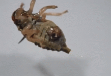 Bạn đang được chứng kiến cảnh tượng kinh dị nhưng khó gặp nhất trong tự nhiên Bạn đang được chứng kiến cảnh tượng kinh dị nhưng khó gặp nhất trong tự nhiên