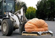 Quả bí ngô siêu bự nặng hơn 821 kg