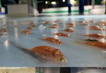 Công viên Nhật gây phẫn nộ vì dùng 5000 con cá sống với lý do không tin nổi