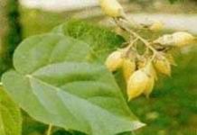 Cây pháo đồng – Paulownia fortunei (seem) Hemst Cây pháo đồng - Paulownia fortunei (seem) Hemst