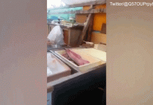 Cá mất đầu, lọc sạch xương vẫn "nhảy tưng tưng" trên khay, tại sao lại vậy?