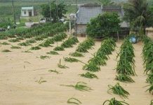 Bình Thuận: Cát thải từ mỏ tràn vào nhà dân