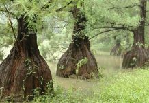 Cây thủy tùng có gì mà đắt và hiếm như vậy?