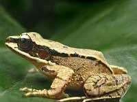 Ếch phát ra tiếng kêu siêu âm Ếch phát ra tiếng kêu siêu âm