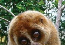 Cu li, kẻ ngủ ngày không chán