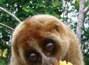 Cu li, kẻ ngủ ngày không chán