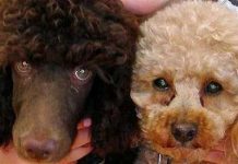 Phát hiện vai trò mới của protein