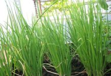 2 cách trồng hành lá siêu đơn giản tại nhà