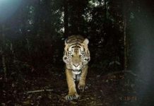 Hình ảnh những loài thú tưởng như đã tuyệt chủng