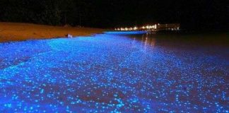 Cận cảnh vẻ kỳ ảo của những sinh vật tự phát sáng