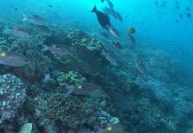 Loài cá nhiệt đới di cư về vùng cực vì biến đổi khí hậu