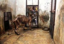 Hổ ở Indonesia mắc bệnh trầm trọng