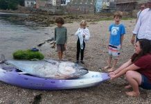 Cá ngừ vây xanh hiếm có xuất hiện ở Anh Cá ngừ vây xanh hiếm có xuất hiện ở Anh